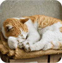 写真:白茶色の猫が寝ています