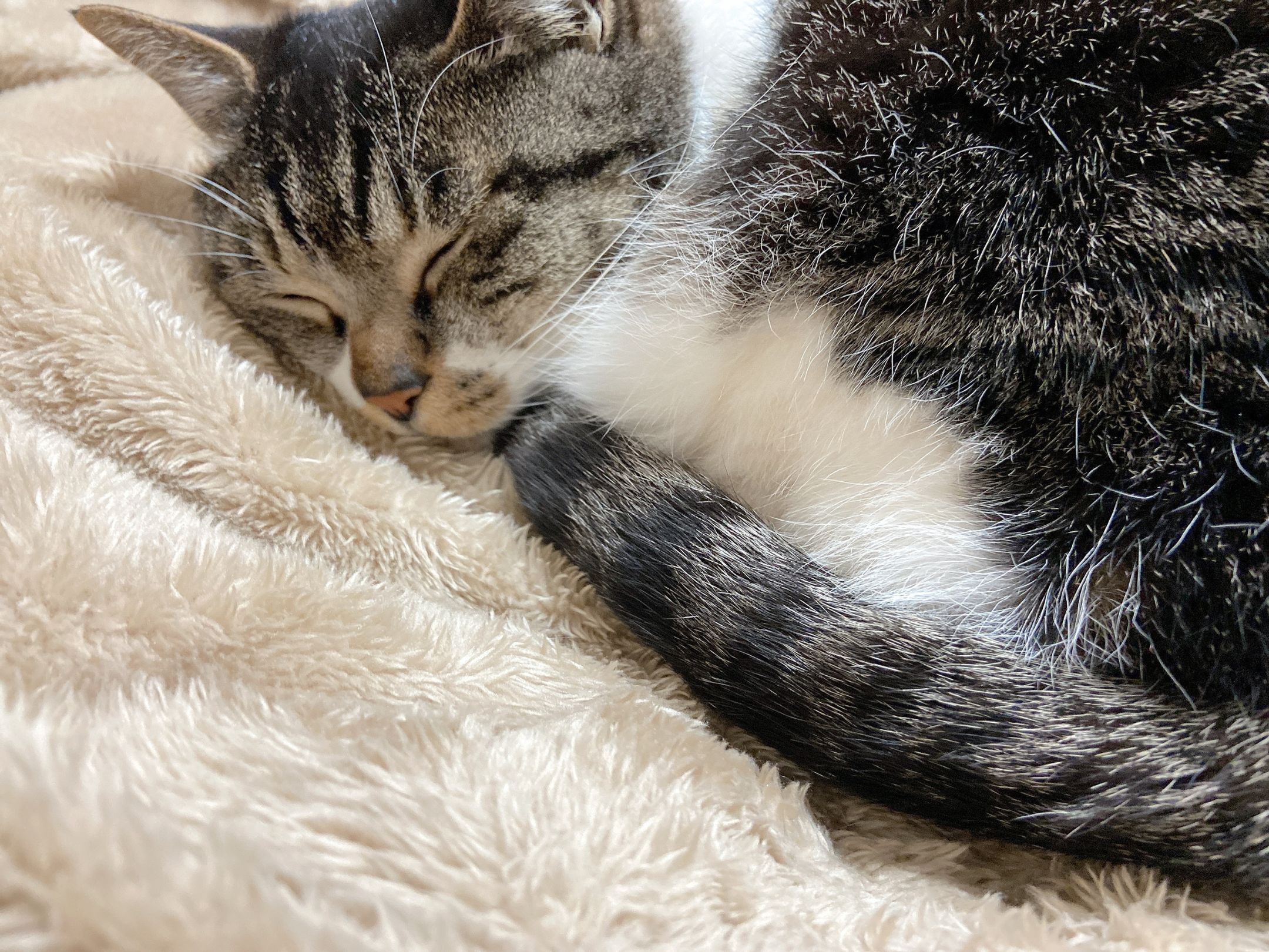 写真：猫。名前はりんご。